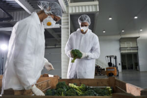 2 grocery warehouse employees in safety gowns and masks viewing a bin of brocolli